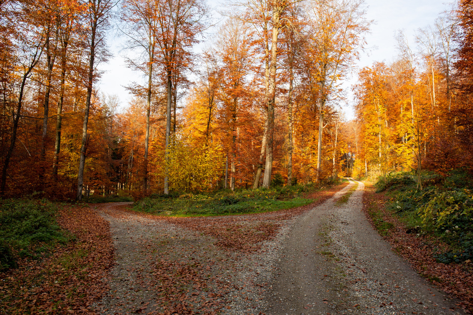 Forest path split